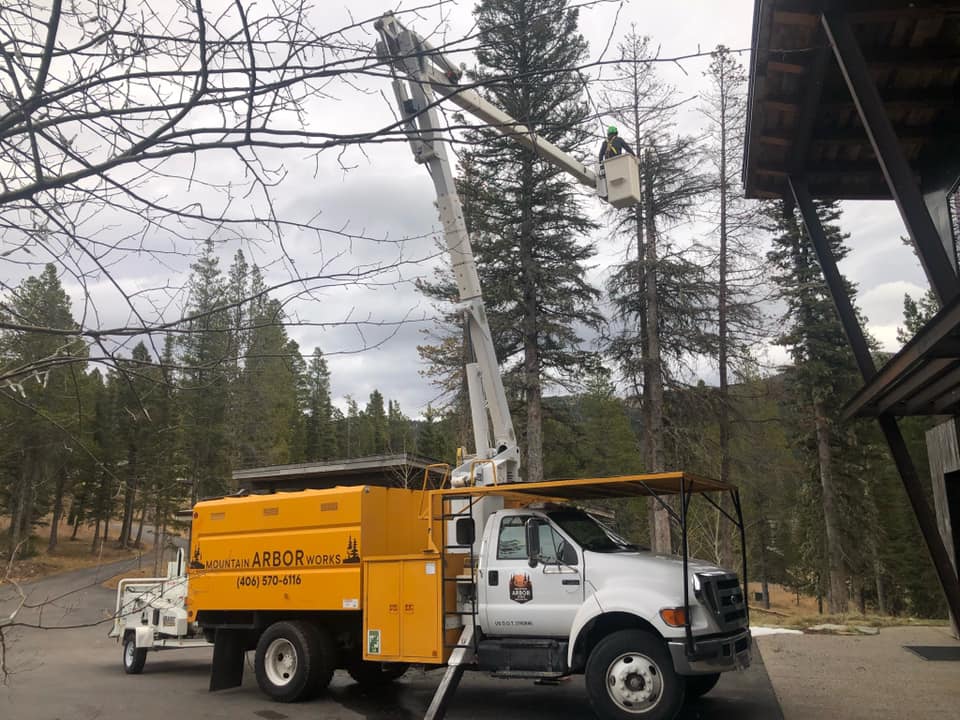 Tree Removal Trimming Stump Grinding Bozeman Belgrade MT